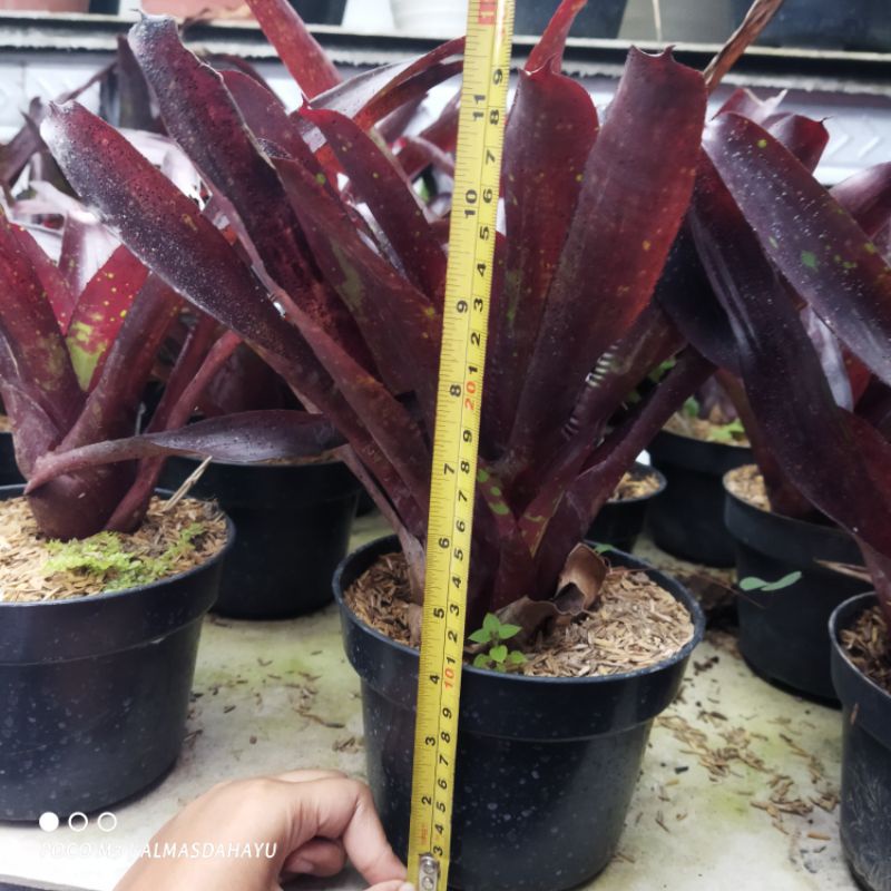 bromeliad neoregelia gazpacho