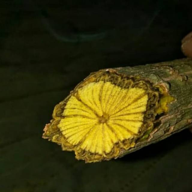Akar kuning