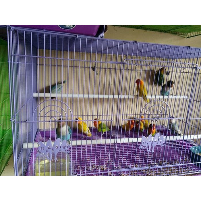 18+ Burung Lovebird Termurah PNG