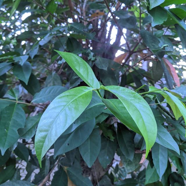

Daun Salam Bumbu Penyedap Masakan Alami per lembar