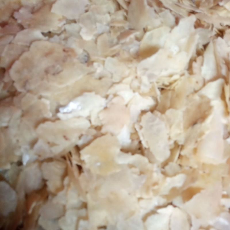 EMPING MELINJO MENTAH REMUKAN BS SORTIRAN MANCAK CILEGON BANTEN