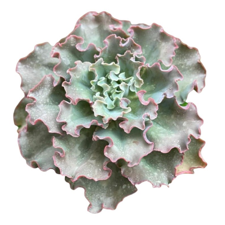 Sukulen Echeveria Chantily Curly Waves Maona Loa