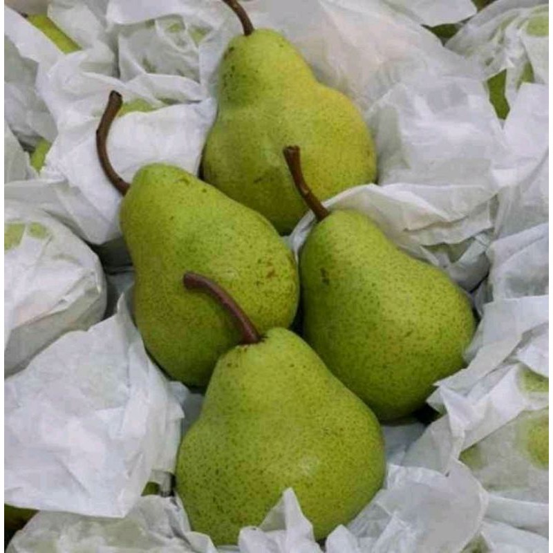 

Pear Packham / Pear Jambu