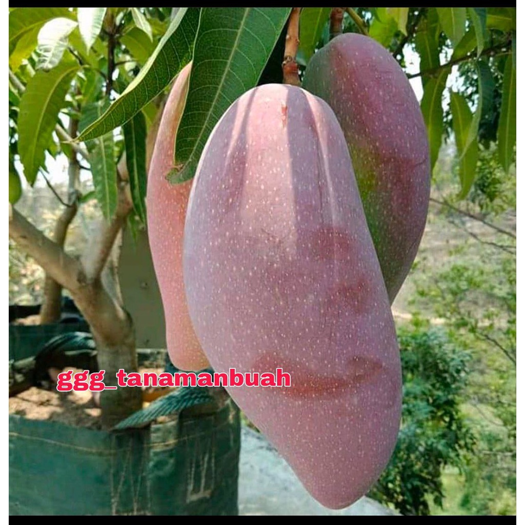 Bibit Mangga Red Ivory Okulasi Cepat Berbuah