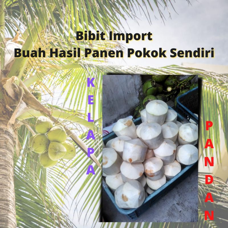 

[PROMO]KELAPA MUDA THAILAND /KELAPA PANDAN THAI /KELAPA MUDA FRESH KUPAS THAILAND