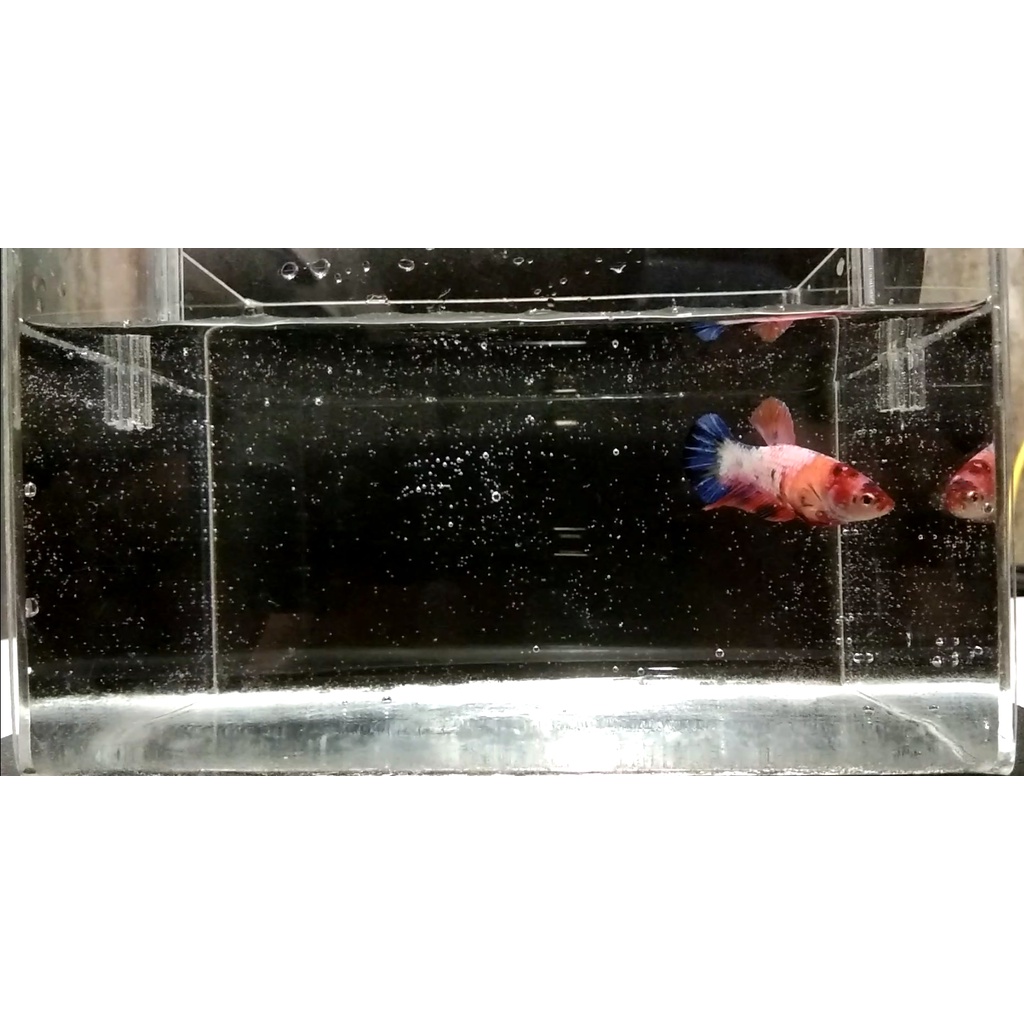 Ikan Cupang (Betta Sp) Female/Betina Plakat - Multicolor (PK1)