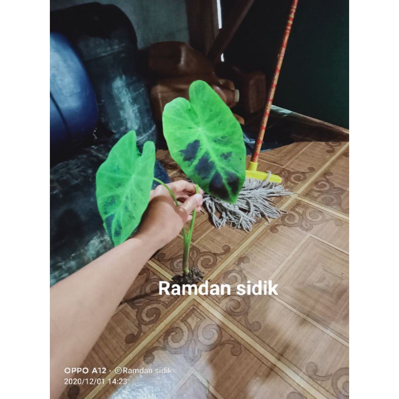 KELADI BLACK MAGIC(KELADI HITAM')/keladi cemong/keladi tinta