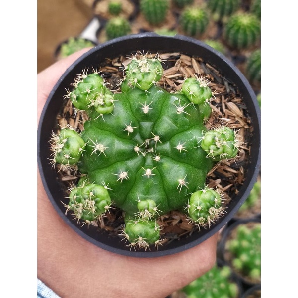 kaktus gymno damsi ownroot