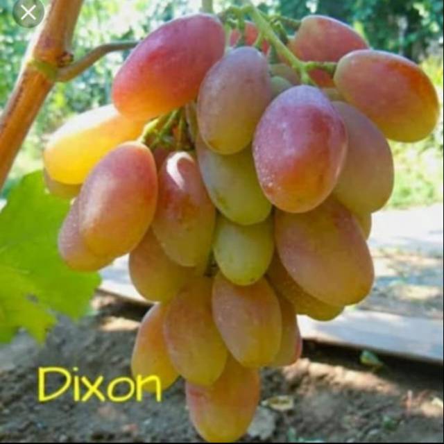 Bibit Anggur Import DIXON Grafting