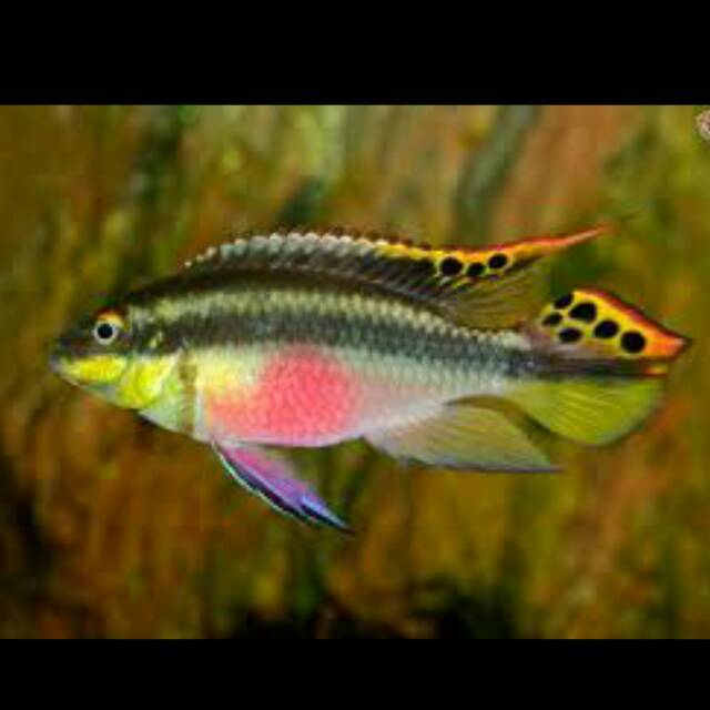 Ikan Rainbow Kribensis African Cichlid Tawar
