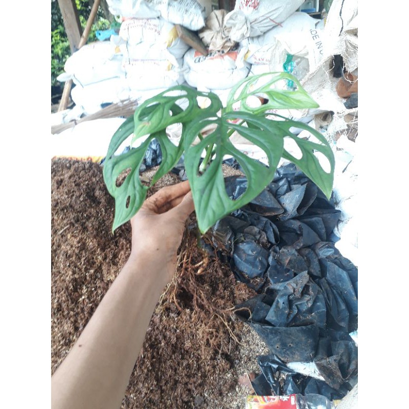 Janda bolong jumbo/tanaman hias