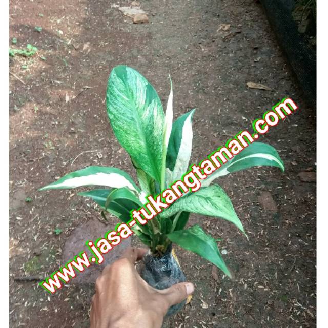 Bibit Tanaman Sepatu Filum Varigata / Tanaman Peace Lily Varigata