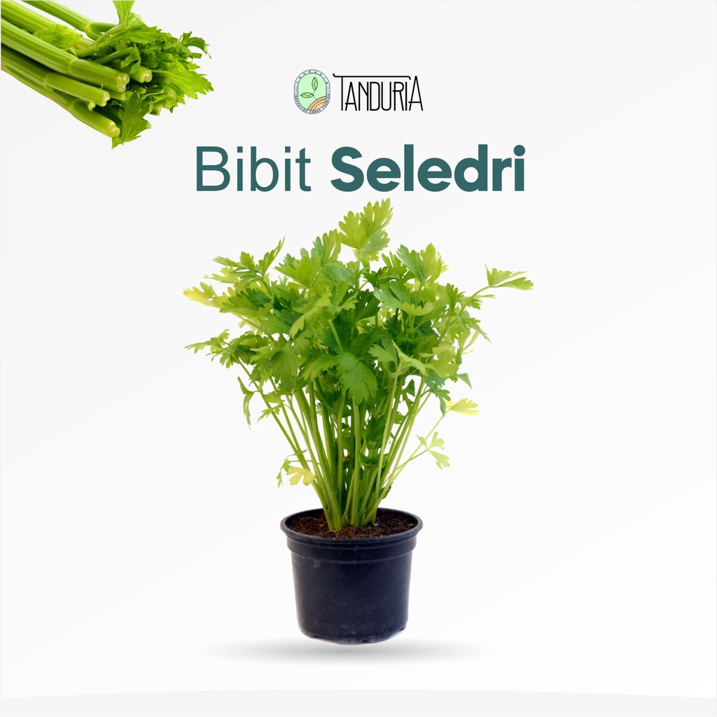 BIBIT SELEDRI