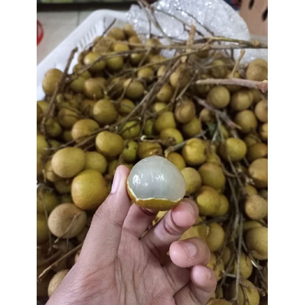 

LENGKENG BANGKOK PREMIUM (MANIS FRESH ENAK MANTAP MURAH) 500gr