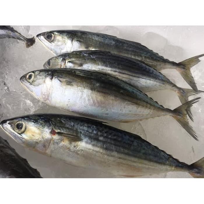

IKAN KEMBUNG SEGAR [500gr]