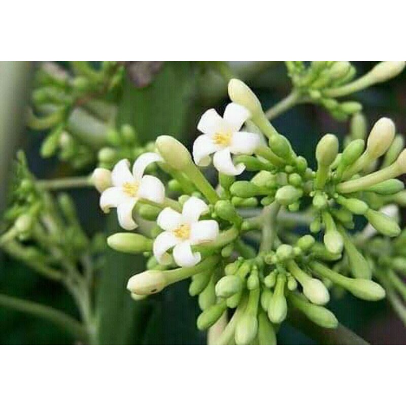 

BUNGA PEPAYA SEGAR 500 GRAM/ SETENGAH KILO
