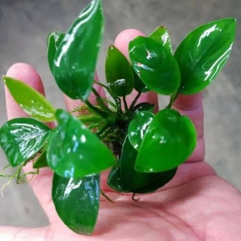 anubias nana