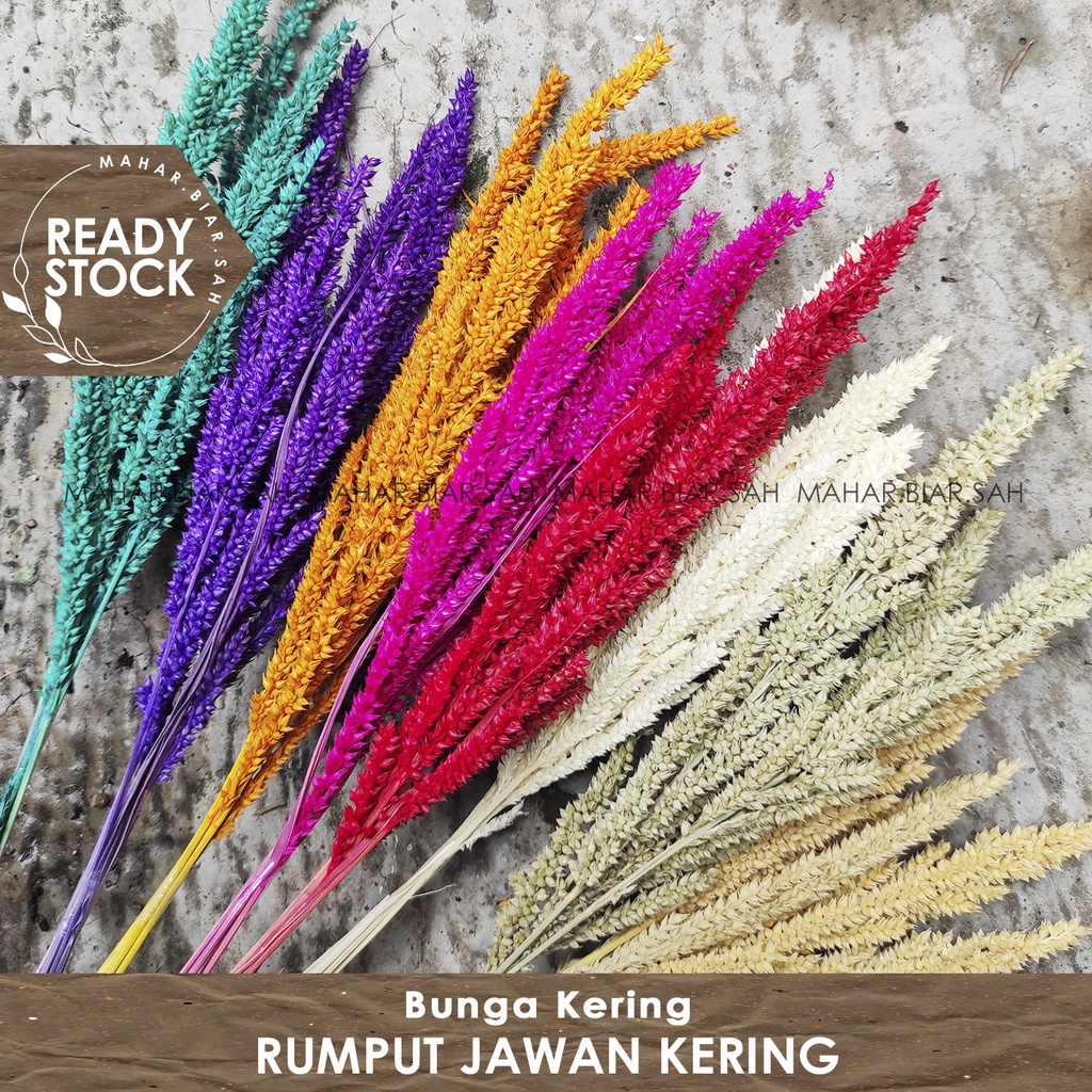RS 5 Tangkai Rumput Jawan kering / rumput jawawut kering / Bunga kering / Dried flower