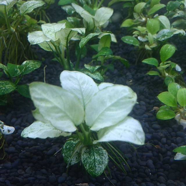 

Anubias whaite