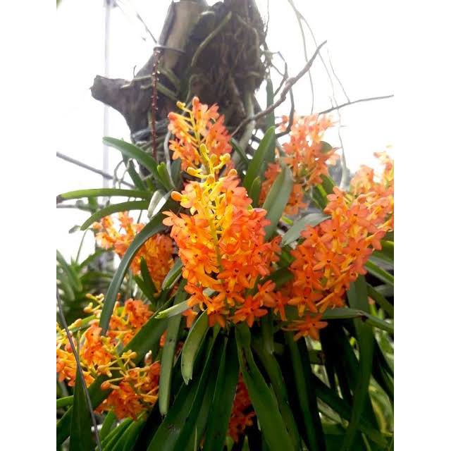 anggrek spesies Vanda ascocentrum miniatum