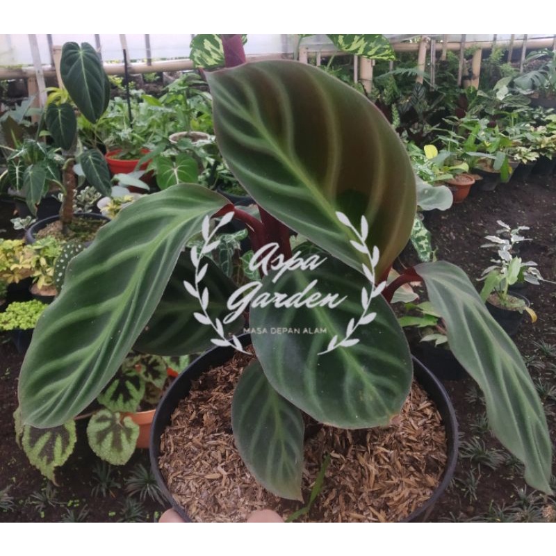 TANAMAN HIAS GOEPPERTIA ECUADORIANA