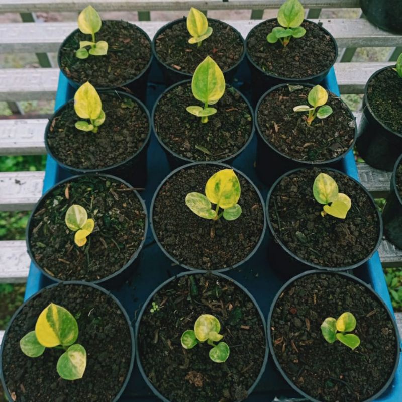 jemani eka 36 varigata