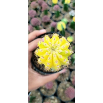 

Ecenopsis var golden
