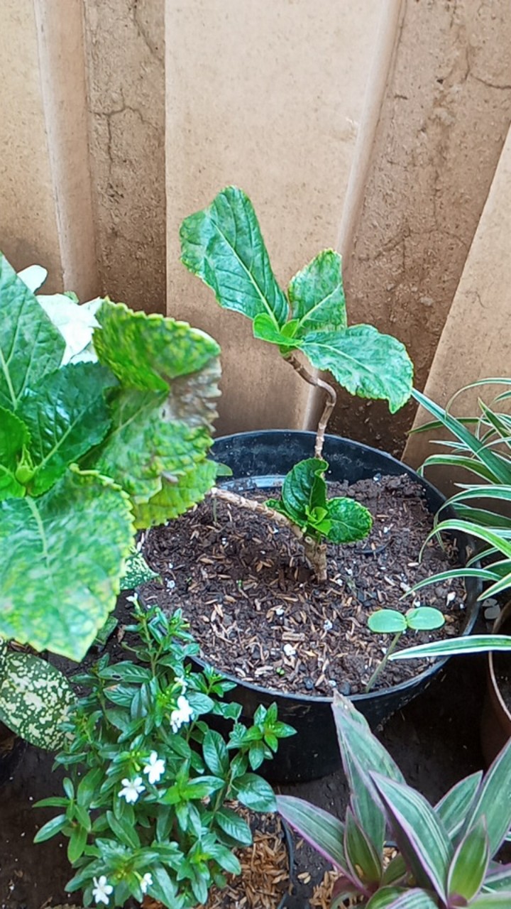 Rotansia / Hydragena/ Panca Warna