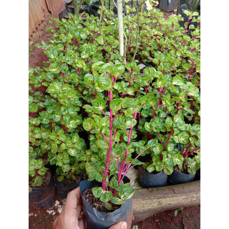 tanaman hias krokot batang merah