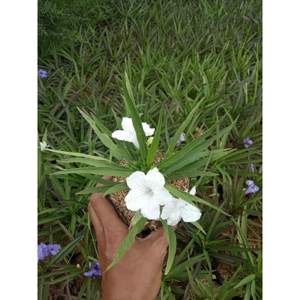 RAWELIA (BUNGA PUTIH,PINK,DAN UNGU)