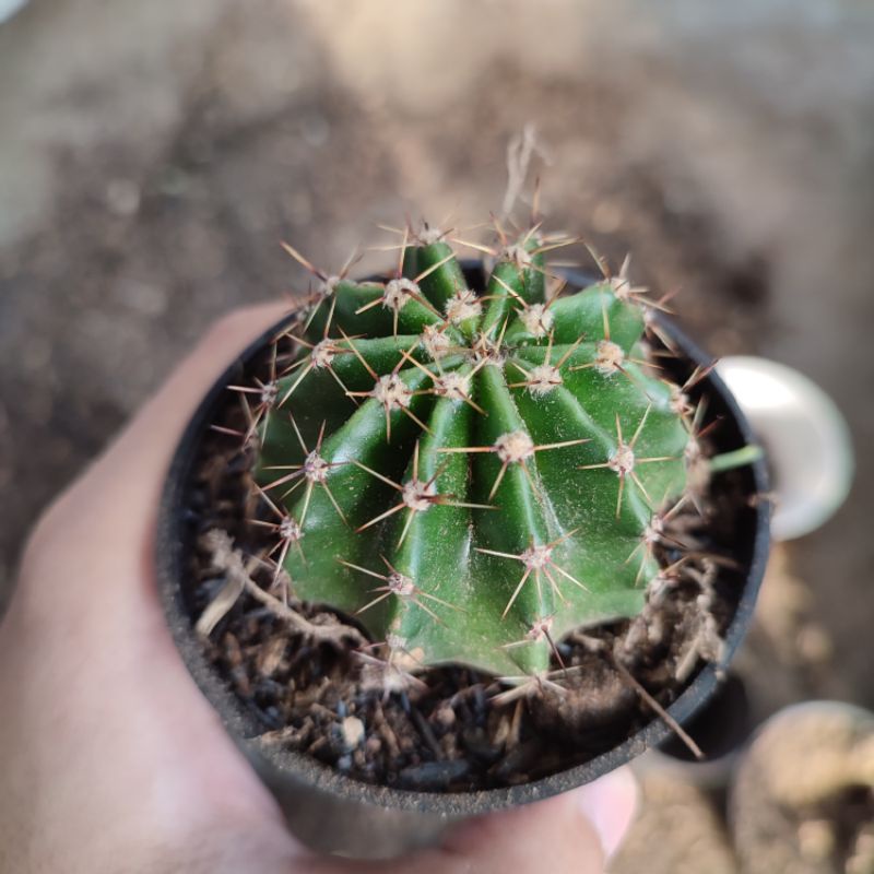 Echinopsis oxygona big size/ Kaktus Ownroot