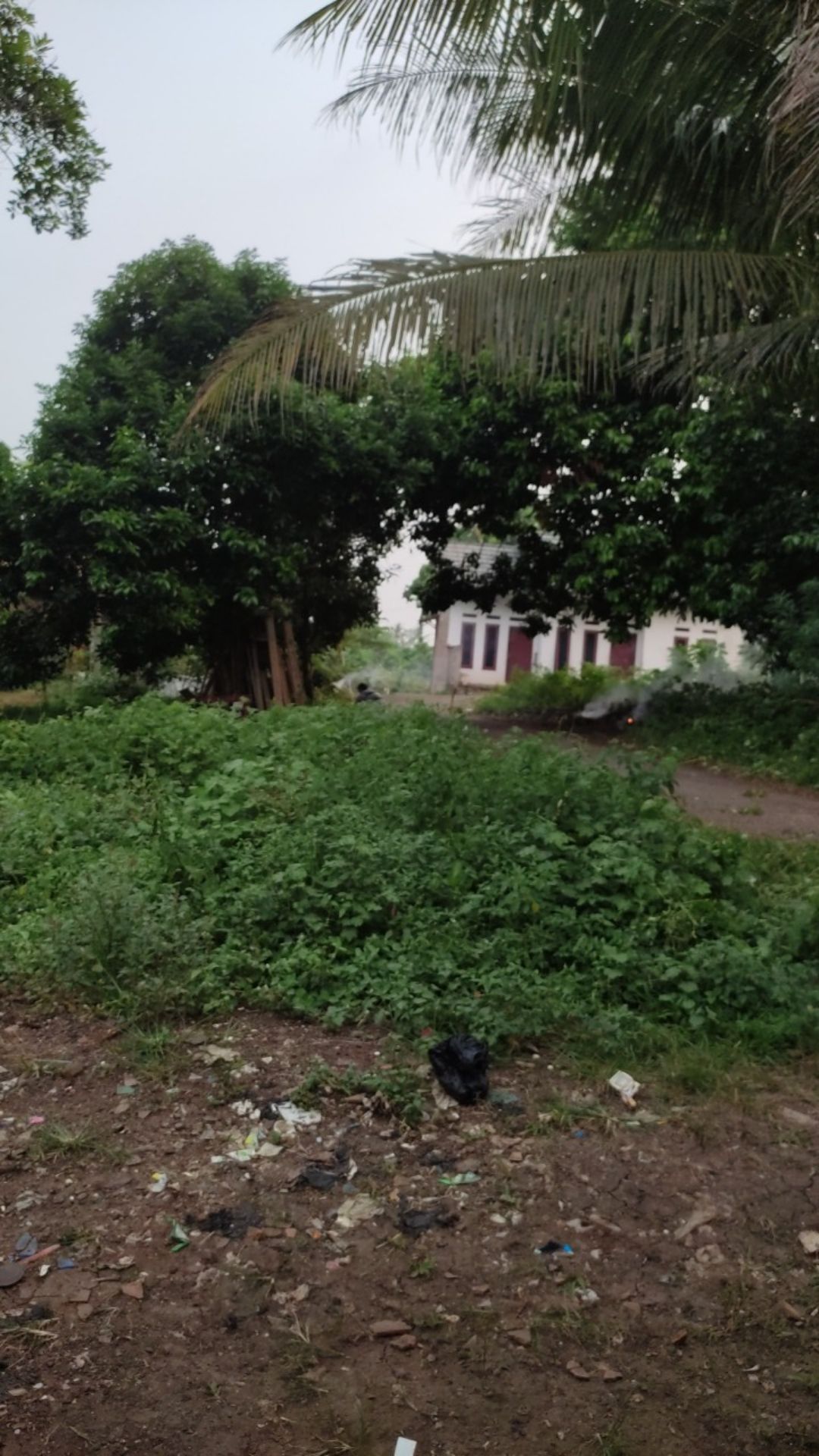 Polybag Media Tanam Cocok Untuk Rumahan