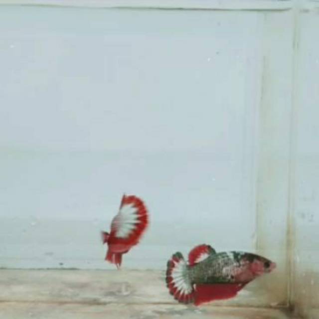 Cupang fccp vietnam sepasang