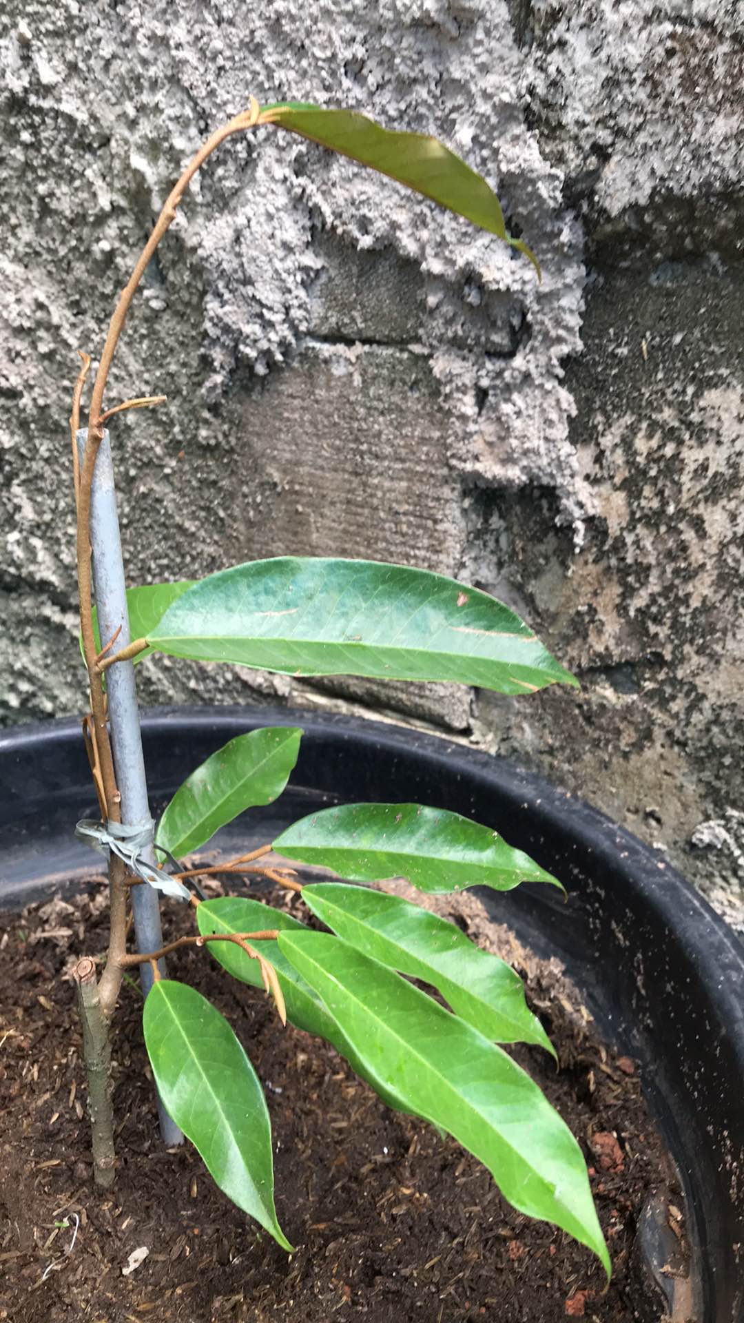 Bibit Tanaman Buah Durian Montong