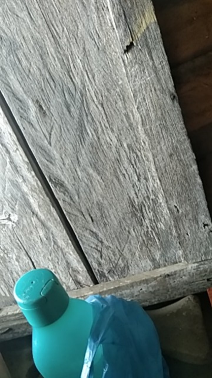 Botol Minum Kaktus Botol Minum Kaca