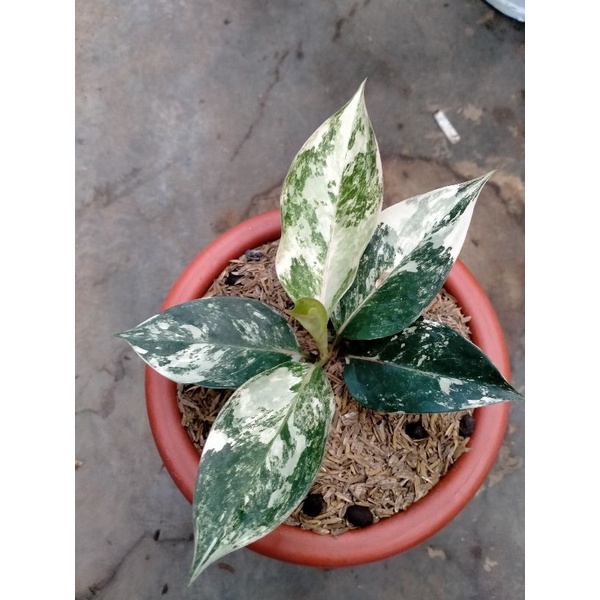 aglonema Siam jade