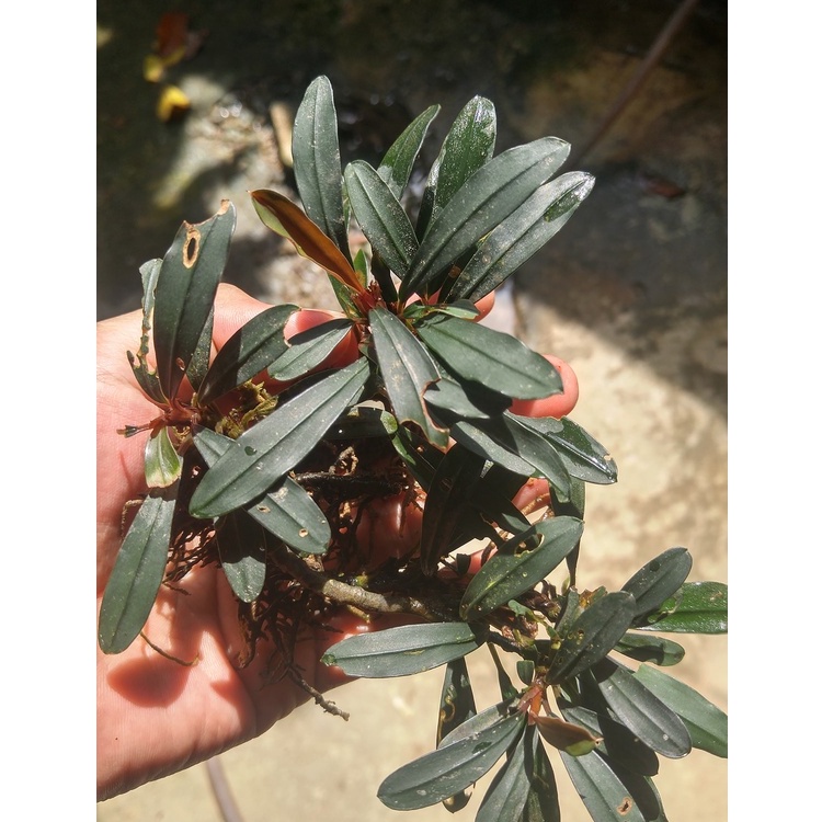 1 kg Bucephalandra palm tree