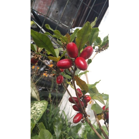 Bibit Miracle Fruit berbunga Lebat sudah berbuah  / Magic fruit / bibit Miracle fruit murah / Buah a