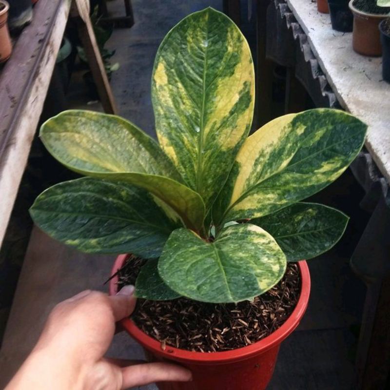 Bibit tanaman hias anthurium jemani mangkok variegata - anthurium mangkok - anthurium varigata