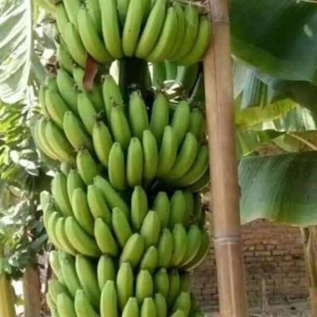 Bibit pisang ambon super