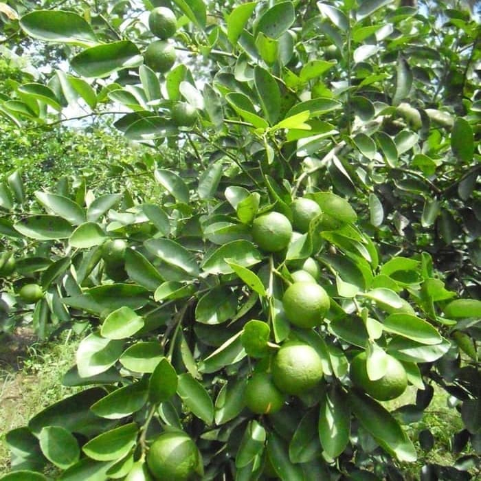 bibit jeruk peras super