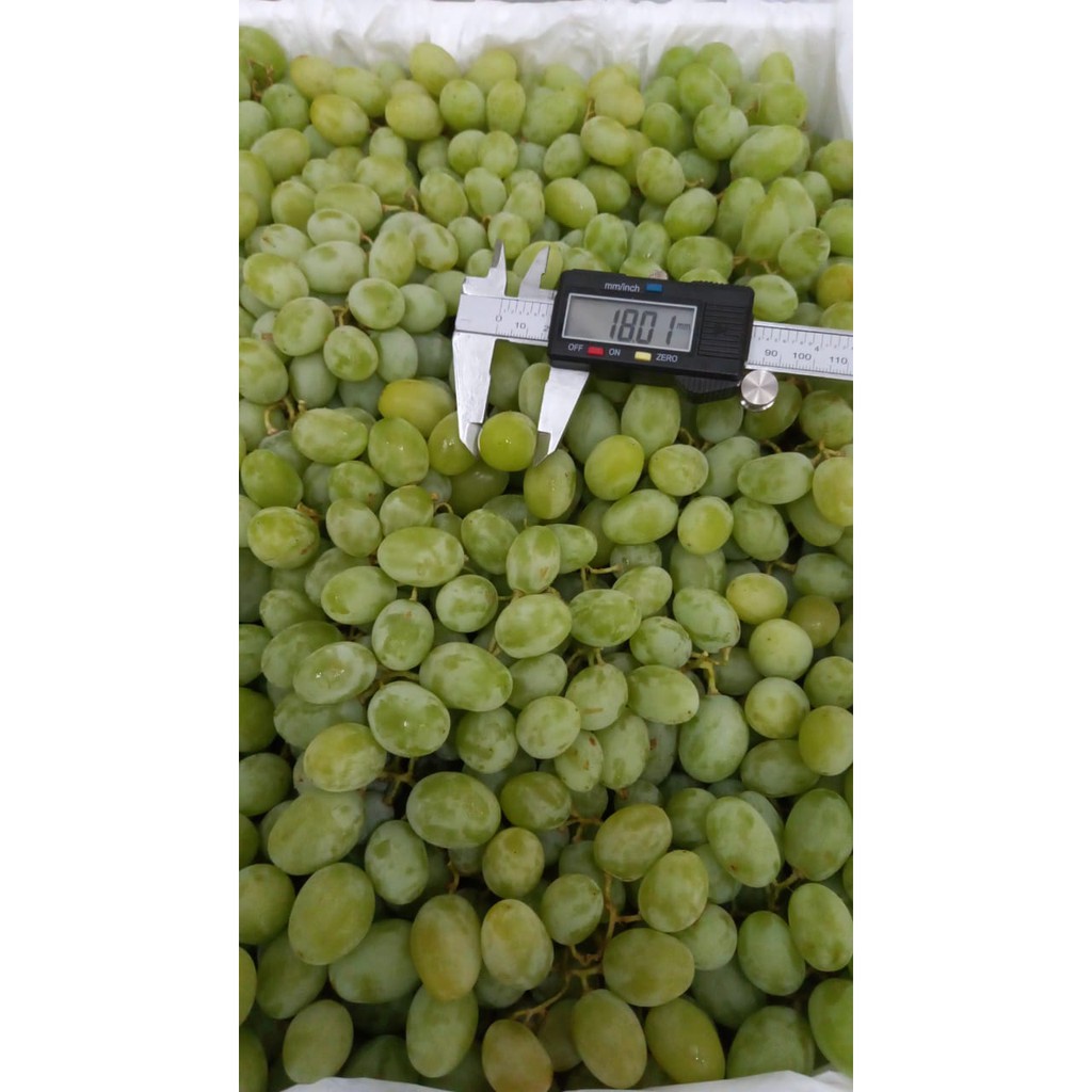 

FRESH ANGGUR HIJAU CALMERIA MANIS GARING ( PERDUS ) 8 KG