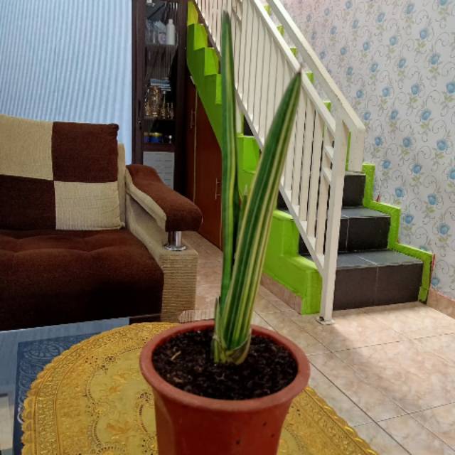 Sanseviera samurai salaf var