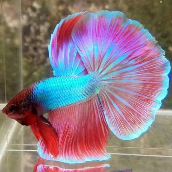 Ikan Cupang Halfmoon Hm Jantan