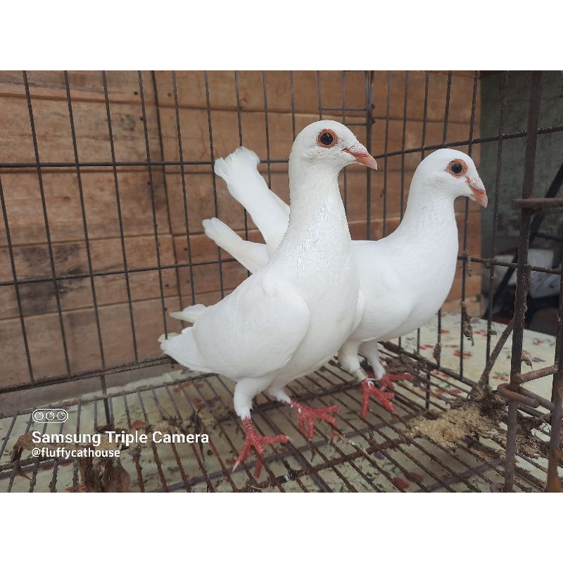 

Merpati Pos Putih Polos