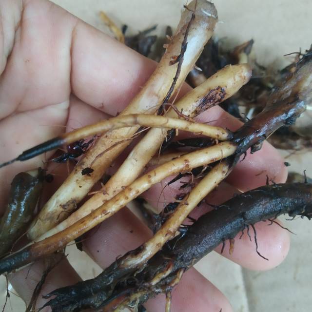 

akar pisang kluthuk segar