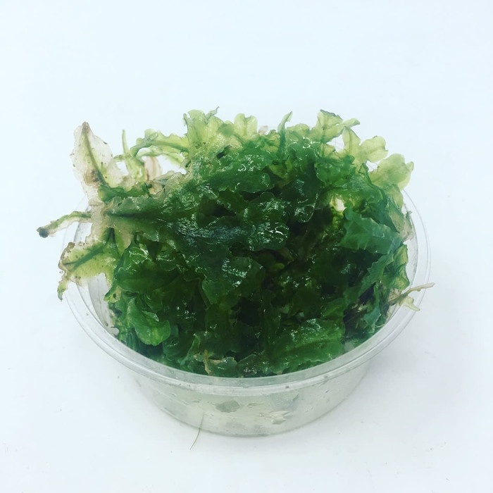 Moss Pelia Tanaman Aquascape Lumut - Hiasan Aquarium porsi bahan cup