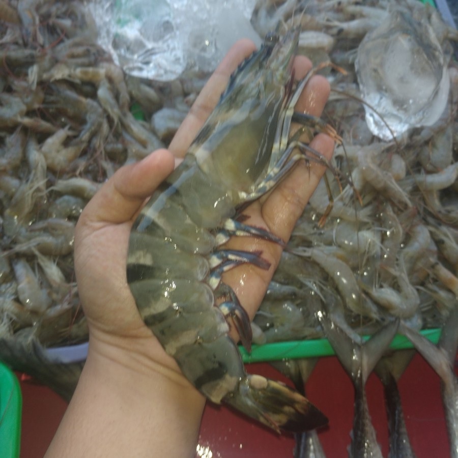 

Udang Pancet / Tiger Prawn / Windu Segar Fresh 100gr per Ekor