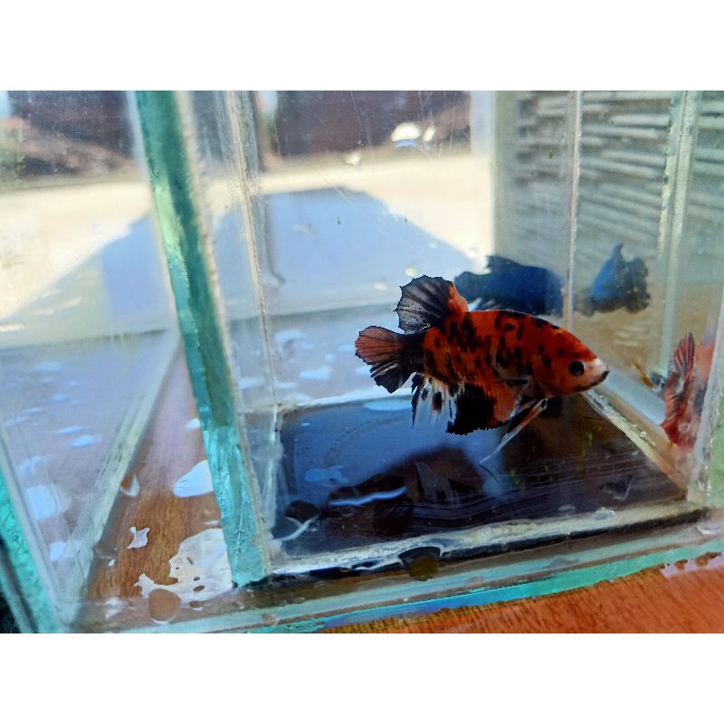 ikan cupang esme real pict