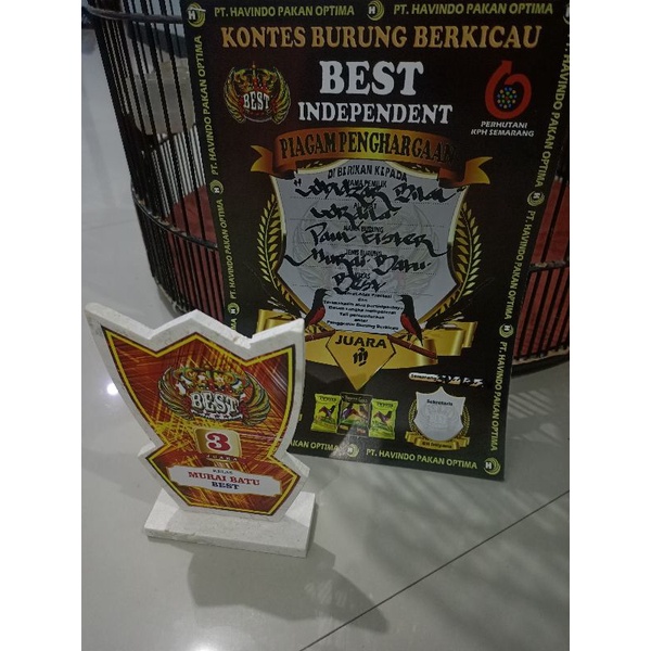 Murai Batu Medan Trotol Jantan Ring APBN+Ring Ardila BF Semarang